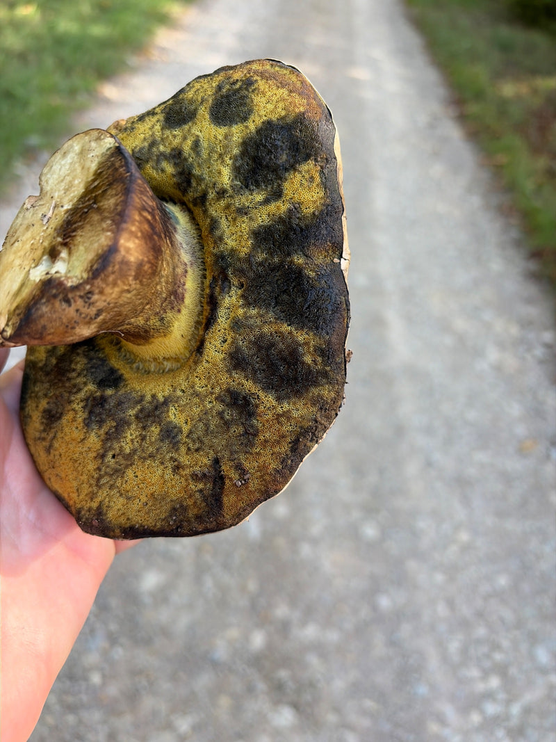 Kastanjeboletus — foto 5 van 9