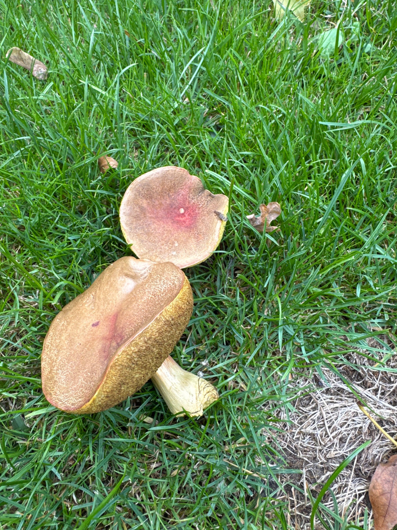 Kastanjeboletus — foto 1 van 9
