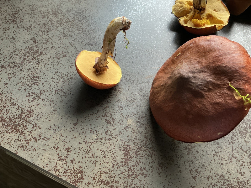 Enkele geoogste kastanjebolete paddenstoelen liggen op een gespikkeld oppervlak, met zicht op de buisjeslaag en de bruine hoed.
