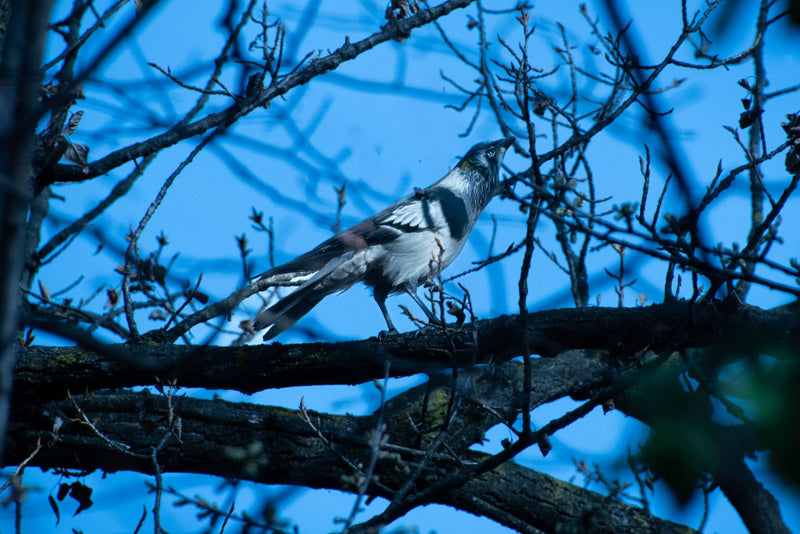Een maskerrupsvogel zit op een kale tak tegen een blauwe lucht. De vogel kijkt omhoog en toont duidelijk zijn karakteristieke zwarte gezichtsmasker.