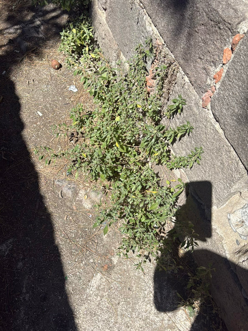 Wand zeekraal — Bild 2