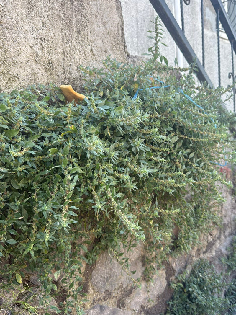 Wand zeekraal — Bild 4
