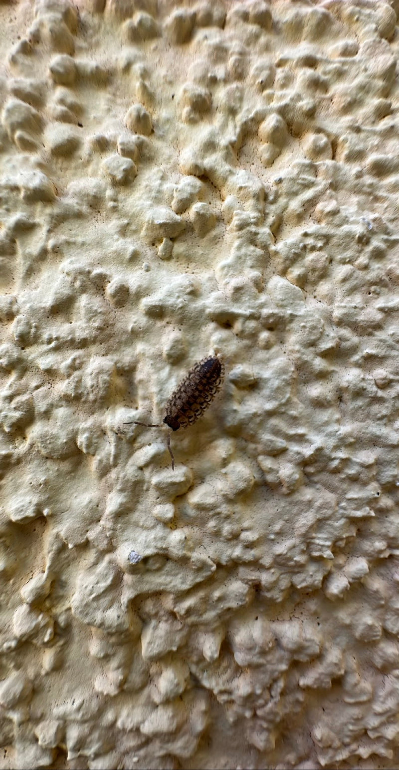 Muur isopod profiel — Bild 1