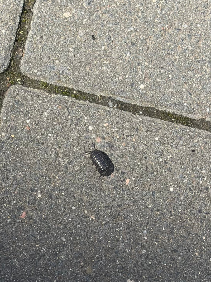 Een pissebed kruipt over grijze steenplaten. Het ovale, gesegmenteerde dier is duidelijk zichtbaar.