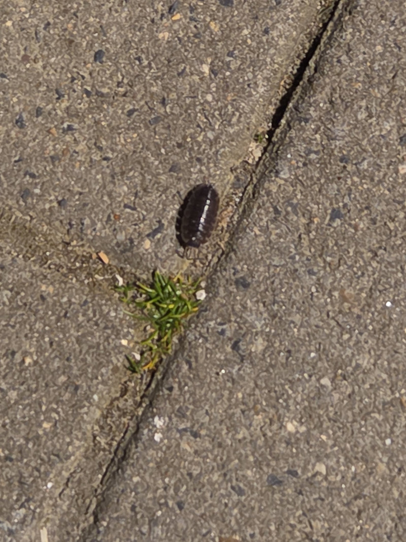 Een pissebed kruipt over een grijze stenen vloer bij een plantje.