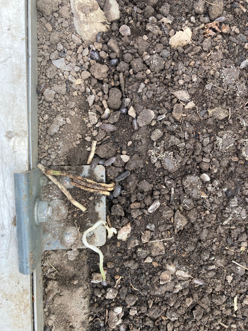 De afbeelding toont talrijke pissebedden die zich bewegen op donkere aarde en naast een metalen beslag. Ze vertonen typische grijze rugpantsers.