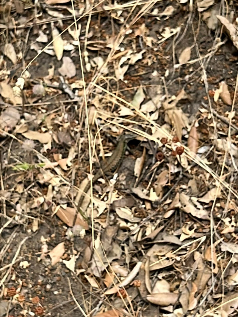 Een muurhagedis zit goed gecamoufleerd op een bosbodem bedekt met droge bladeren en takjes. Het dier is nauwelijks te onderscheiden van zijn omgeving door zi...