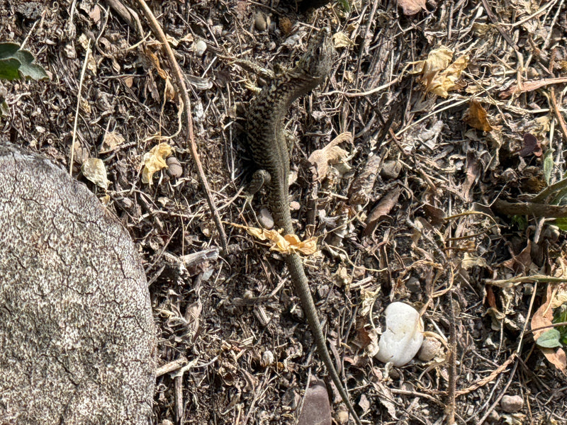 Een muurhagedis rust goed gecamoufleerd op droge grond tussen takjes en dorre bladeren.