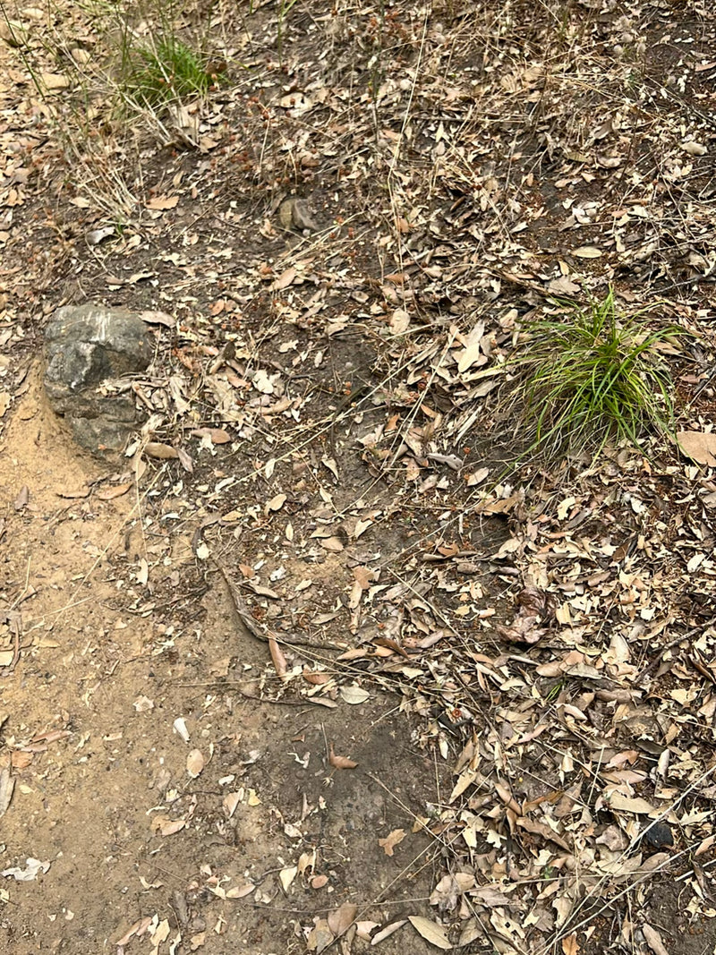 Een muurhagedis zit op de bosbodem met droge bladeren en kleine plukjes gras. Het dier is erg klein en goed gecamoufleerd in de omgeving.