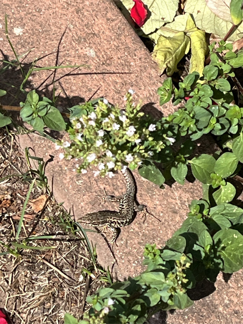 Een muurhagedis rust op een stenige ondergrond, omringd door groene planten en kleine witte bloemetjes. Het dier is goed zichtbaar van bovenaf.