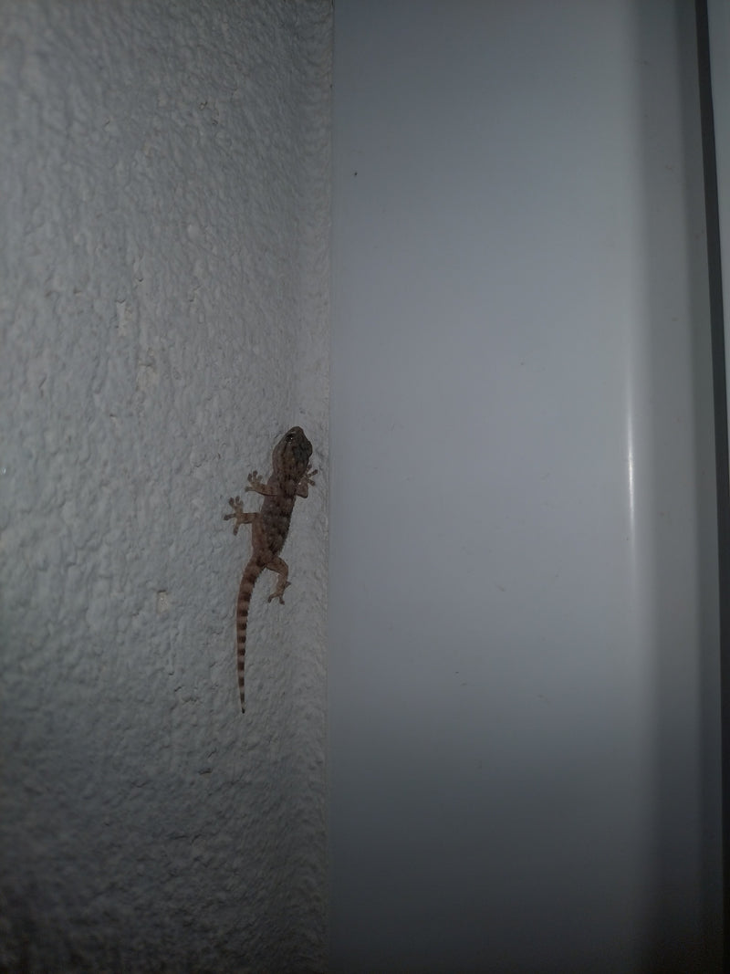 Muurgekko — Bild 1