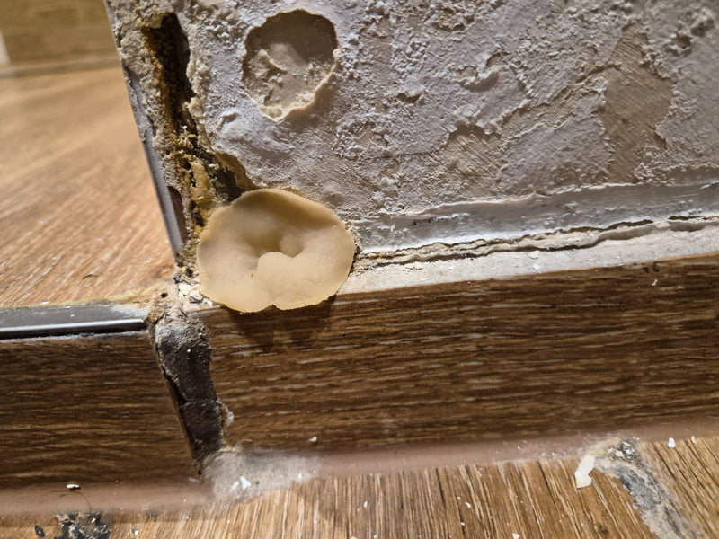 De afbeelding toont een bekervormig vruchtlichaam van de huisbekerzwam groeiend op een gepleisterde binnenzuur. Het geelbruine schimmelexemplaar bevindt zich...