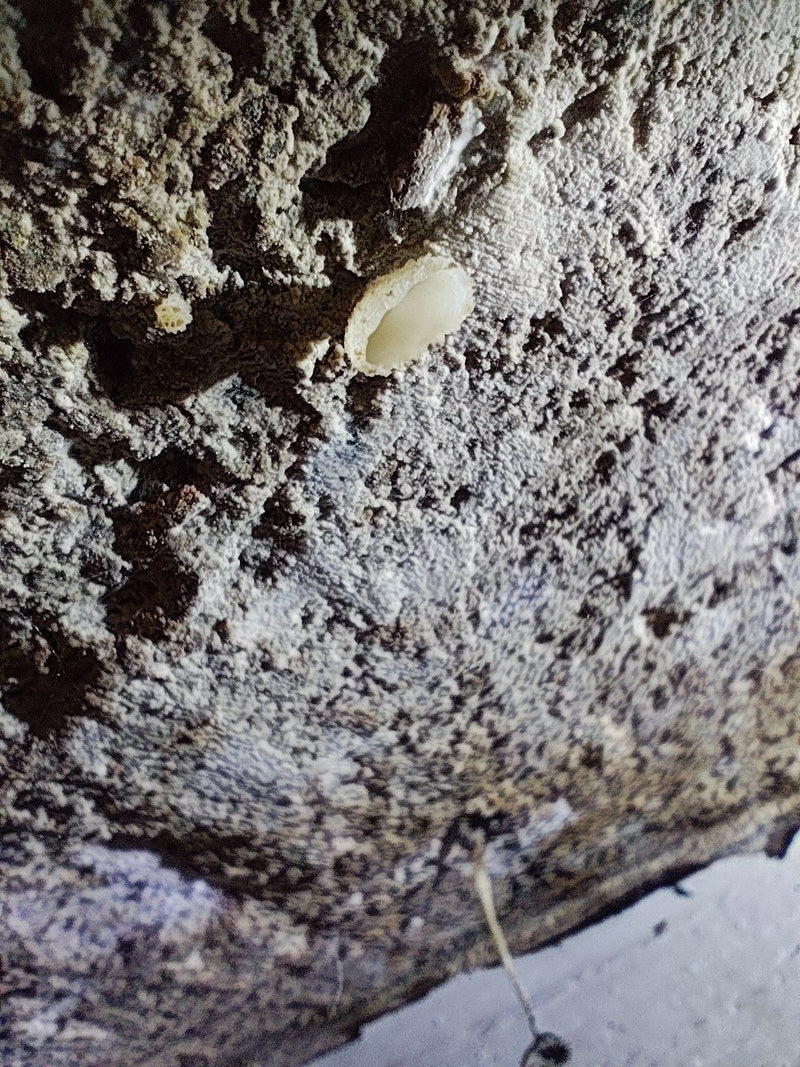 Een komvormig vruchtlichaam van Peziza domiciliana groeit op een ruwe, minerale muur.