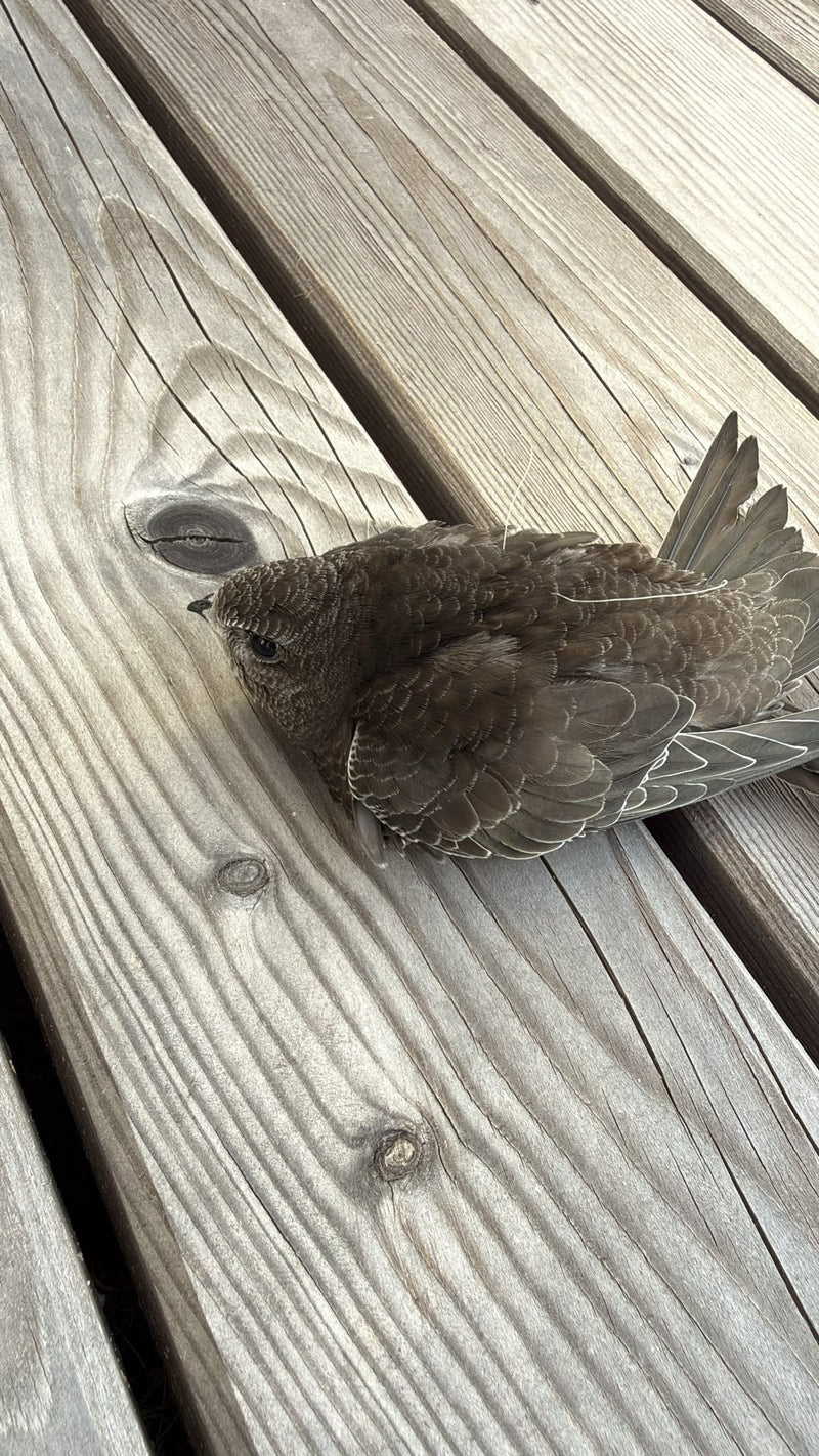 Een gierzwaluw zit op een houten terras. De vogels rust op de grond.