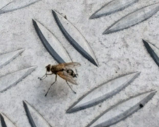 Een gierzwaluwluisvlieg zit op een gestructureerde metalen ondergrond. Het insect is duidelijk zichtbaar met zijn kenmerkende vleugels en poten.