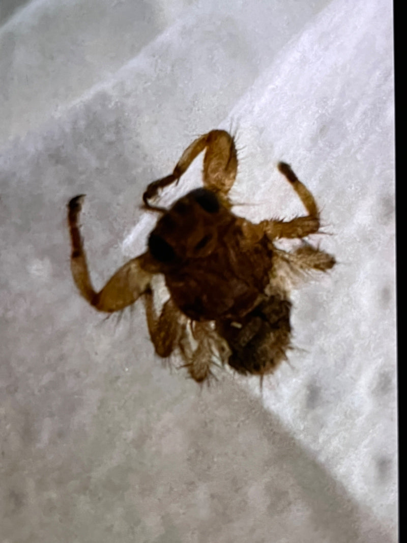 Een vogelmijtvlieg zit op een lichte ondergrond. Zijn platte, zwaar behaarde lichaam en sterke poten zijn duidelijk zichtbaar.