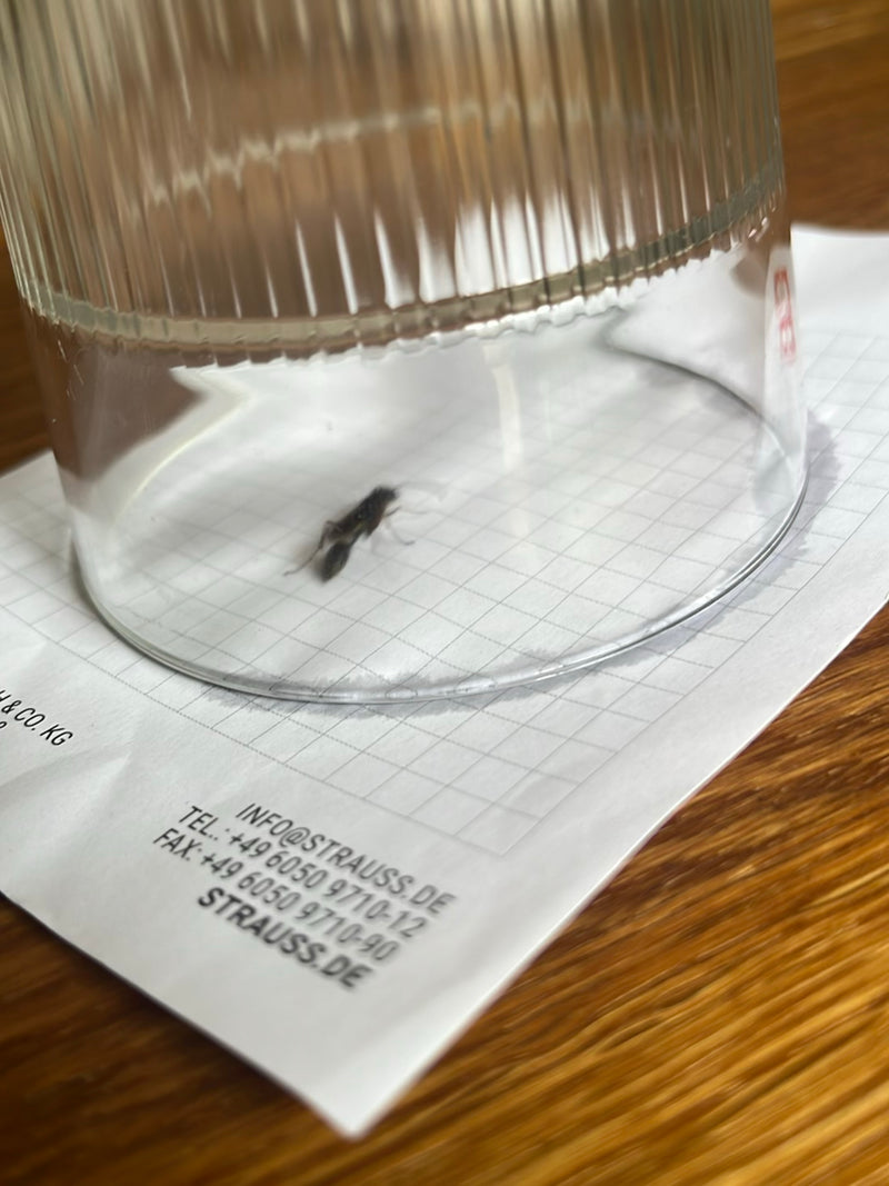 De afbeelding toont een muurwesp gevangen onder een omgekeerd glas op ruitjespapier. Het insect rust op het oppervlak.