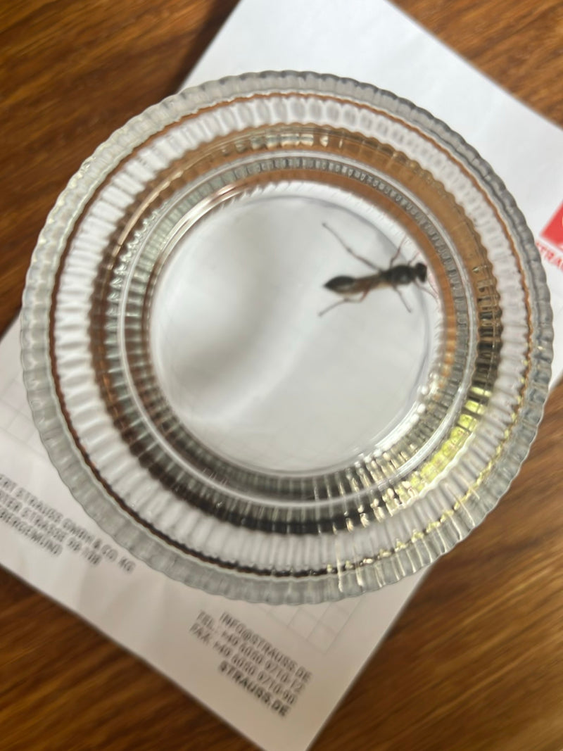 Een slanke muurwesp (Sceliphron) zit gevangen onder een omgekeerd glas op papier. De kenmerkende lichaamsvorm met de lange wespentaille is goed te zien.