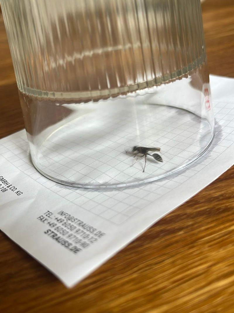 Een muurwesp zit onder een omgekeerd drinkglas op een vel papier. De slanke wesp is goed zichtbaar.
