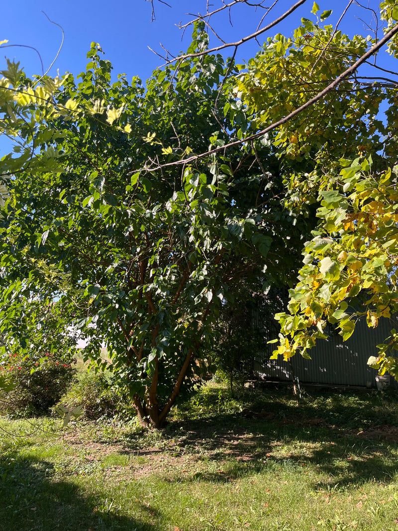 Te zien is een volwassen moerbeiboom met dicht groen bladerdak en takken. De boom staat in een tuin tegen een blauwe hemel.