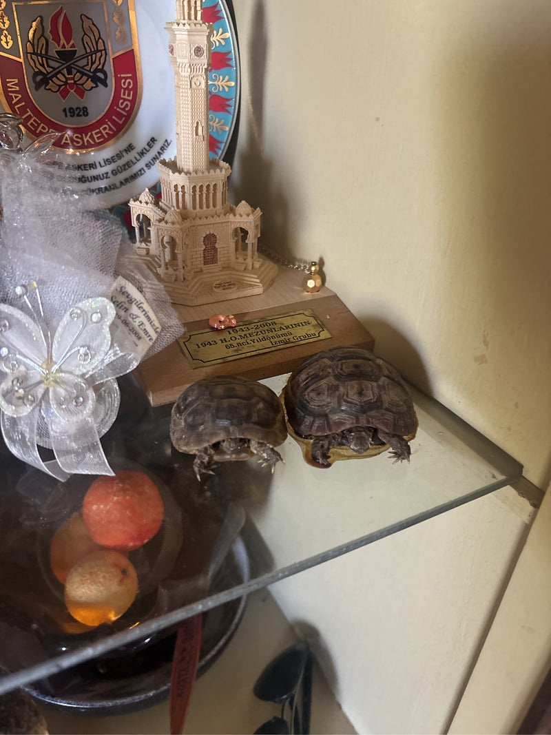 Moorse schildpad — Bild 2