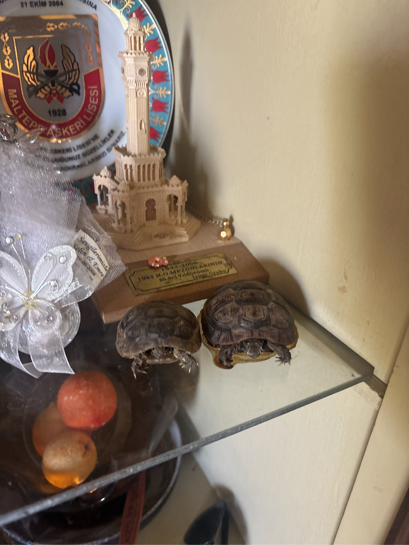 Moorse schildpad — Bild 1