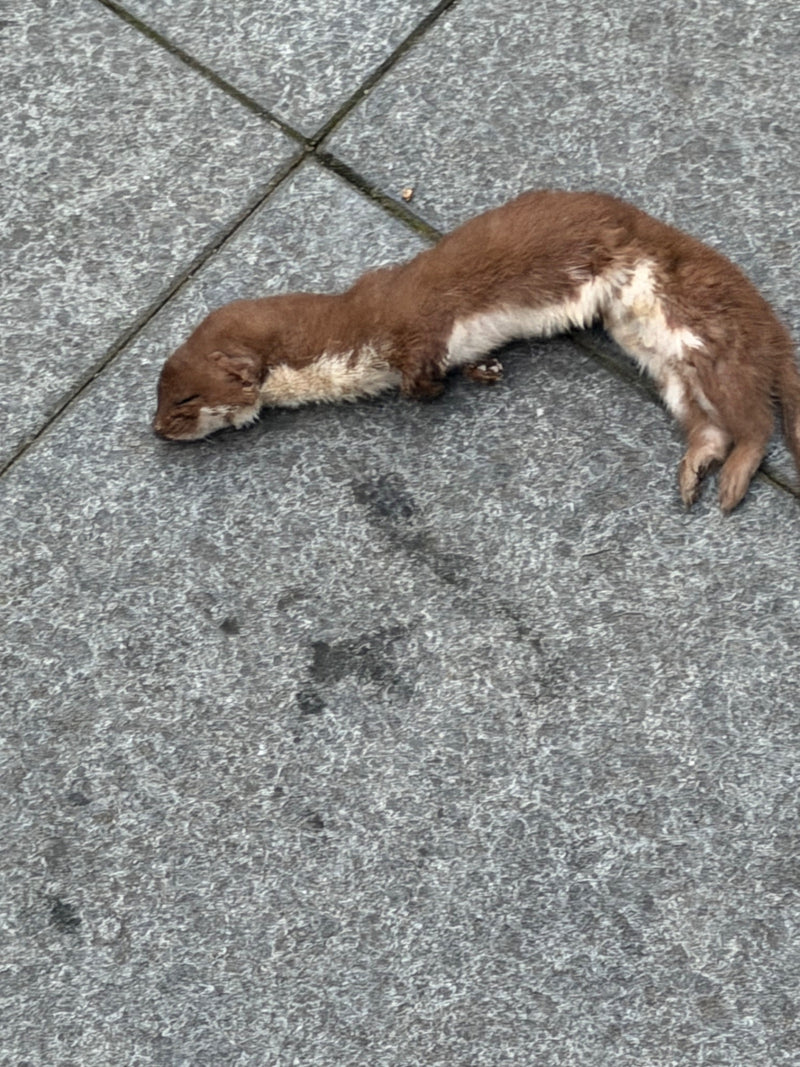 Een wezel ligt uitgestrekt op grijze straatstenen.