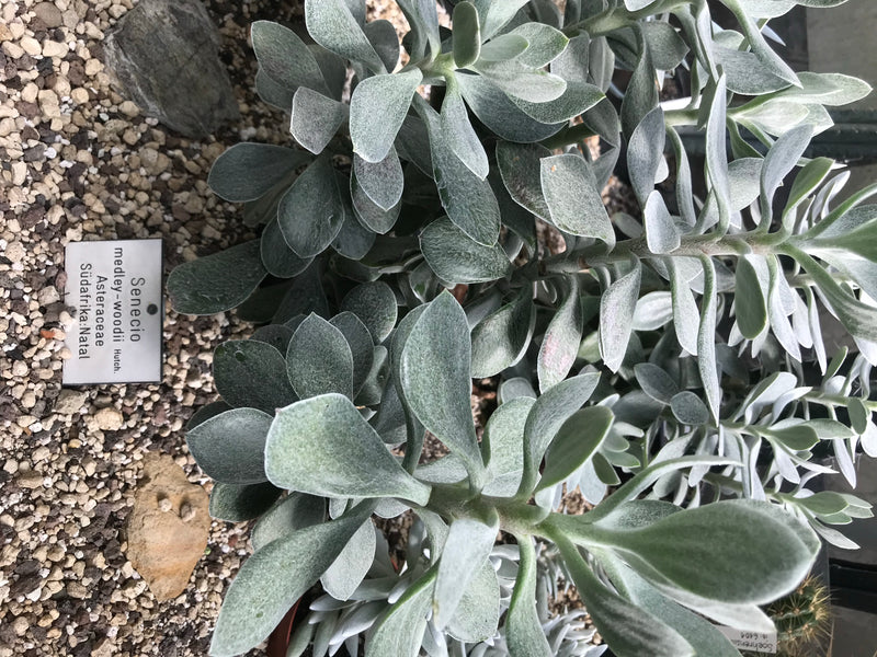 Medley-Wood-Greiskraut — foto 1 van 1