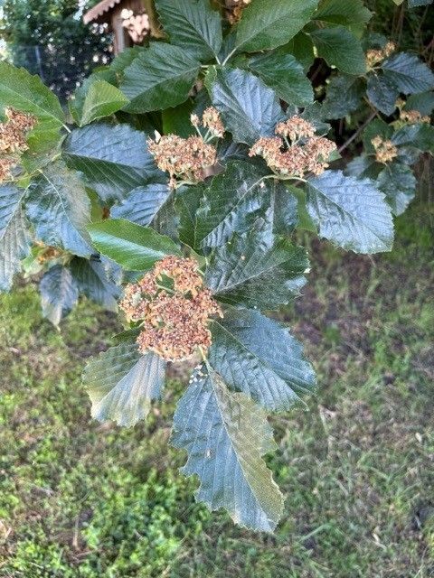 De kenmerkende, getande bladeren en bloem- of vruchtoneffenheden van een meelbes zijn zichtbaar aan een tak. De foto toont de twijg tegen een grasachtige ach...