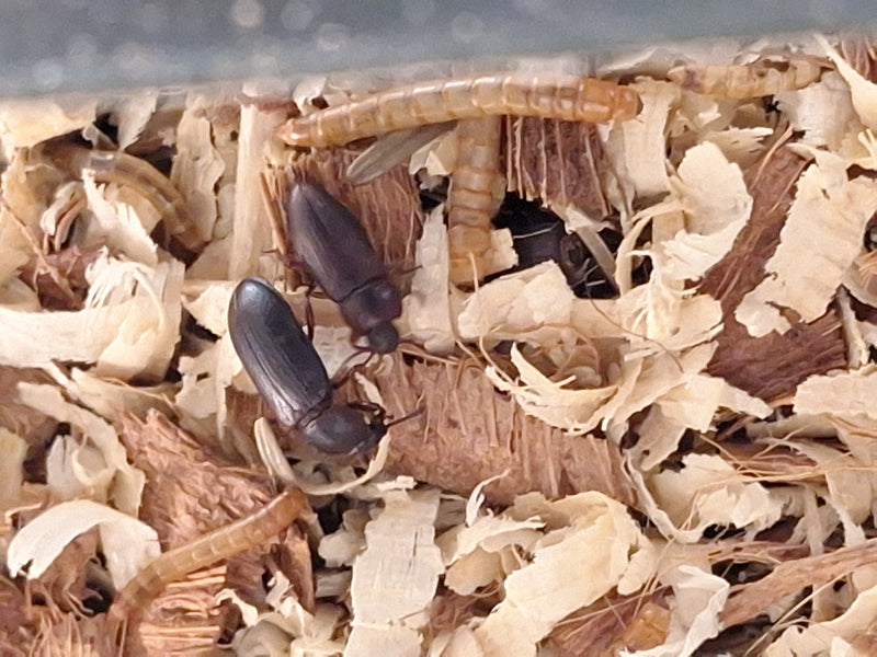 De afbeelding toont verschillende meeltorren en hun larven op lichte houtsnippers. De insecten bewegen zich voort op de ondergrond.