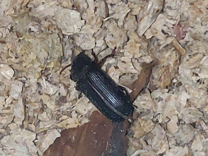 De afbeelding toont een meeltor zittend op een lichte ondergrond. Het insect is duidelijk zichtbaar.