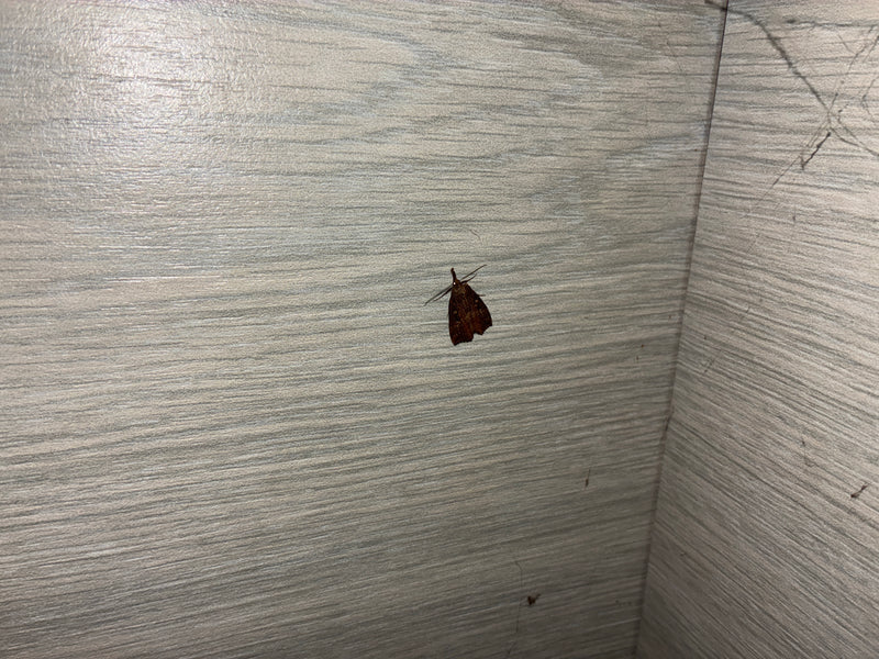 Een meelmot zit op een lichte houten oppervlakte. De foto toont het insect van boven in rust.