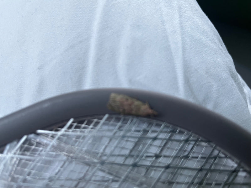 De afbeelding toont een meelmot rustend op het frame van een vliegenmepper. De achtergrond is een helder, stofachtig oppervlak.