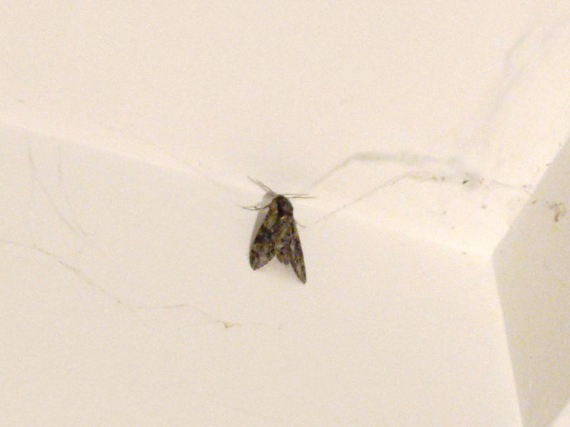 Maaltijdboor — Bild 1