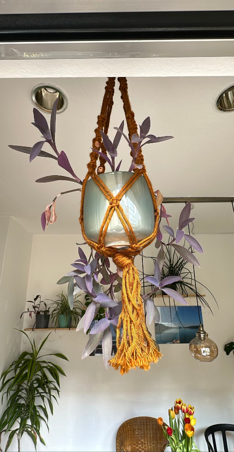 Driemaster bloem — Bild 1