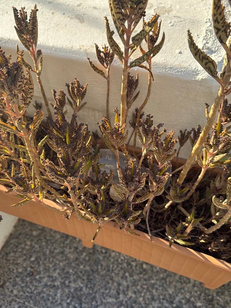 Mexicaanse hoedenplant — Bild 2