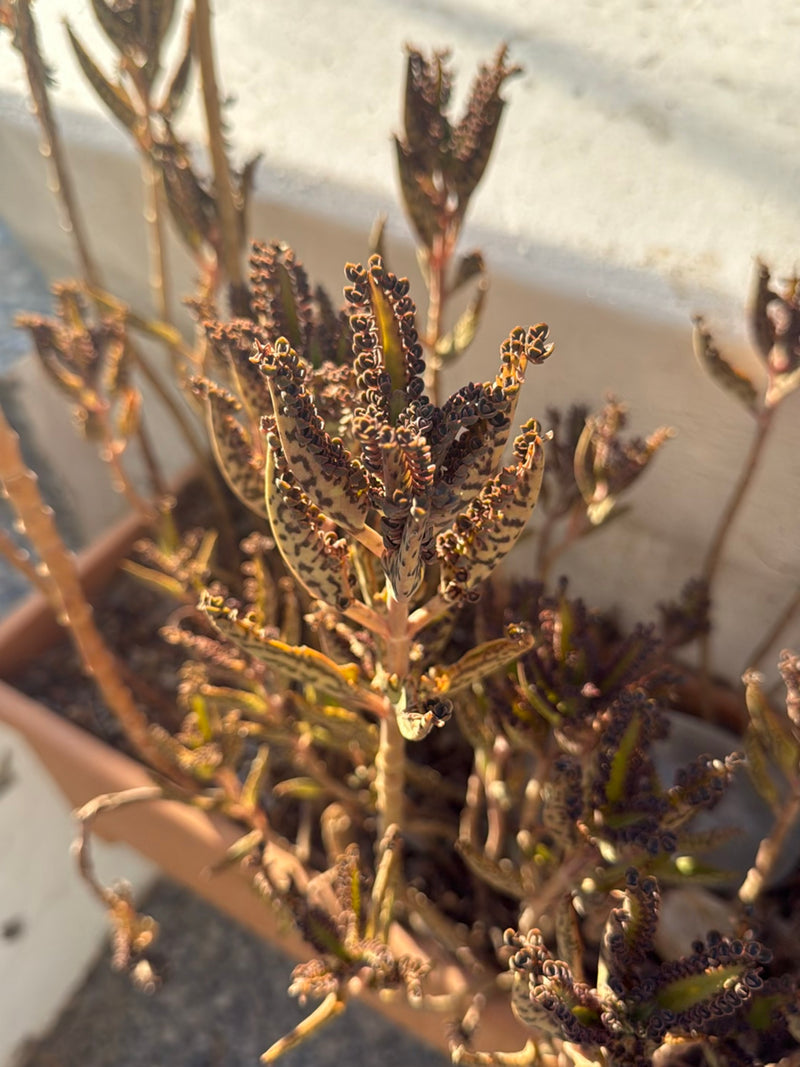 Mexicaanse hoedenplant — Bild 1
