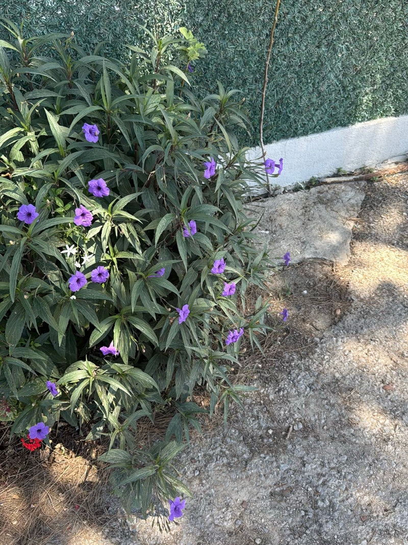 Mexicaanse petunia — Bild 1