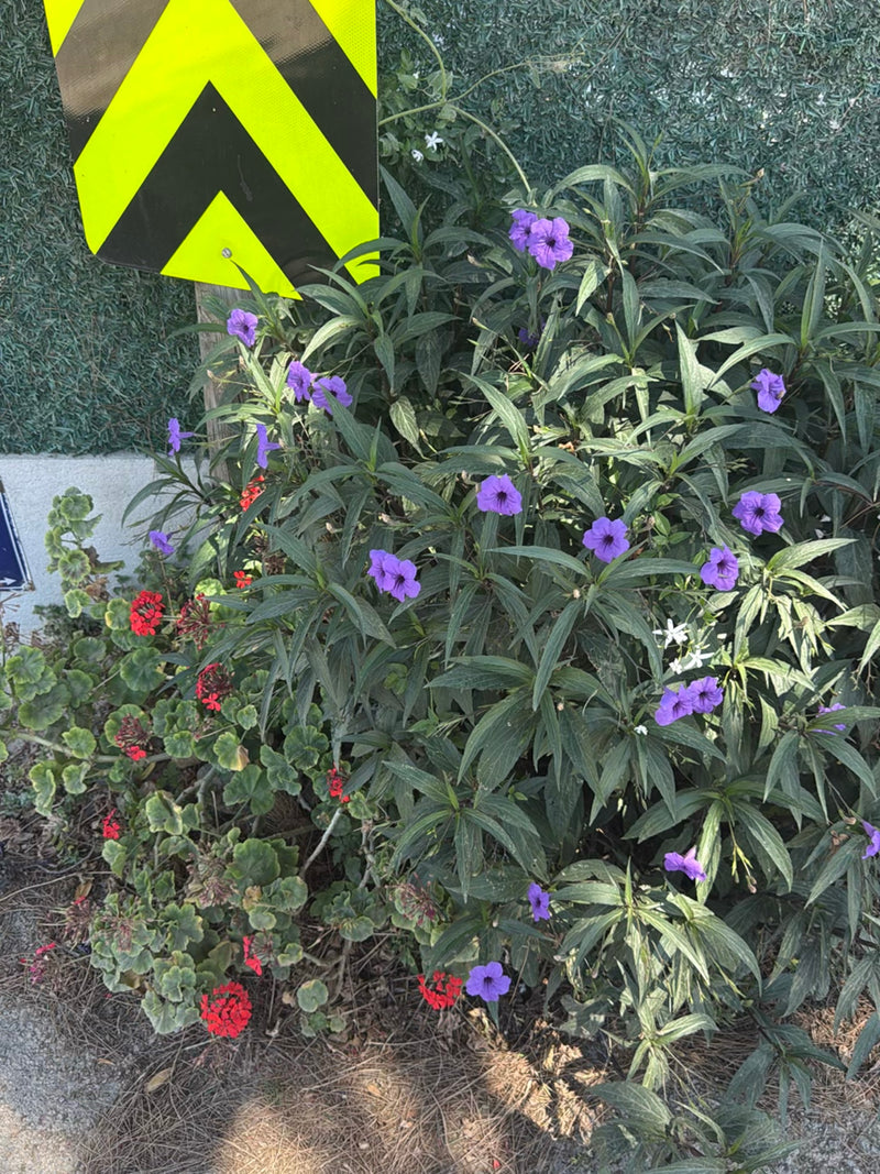 Mexicaanse petunia — Bild 2