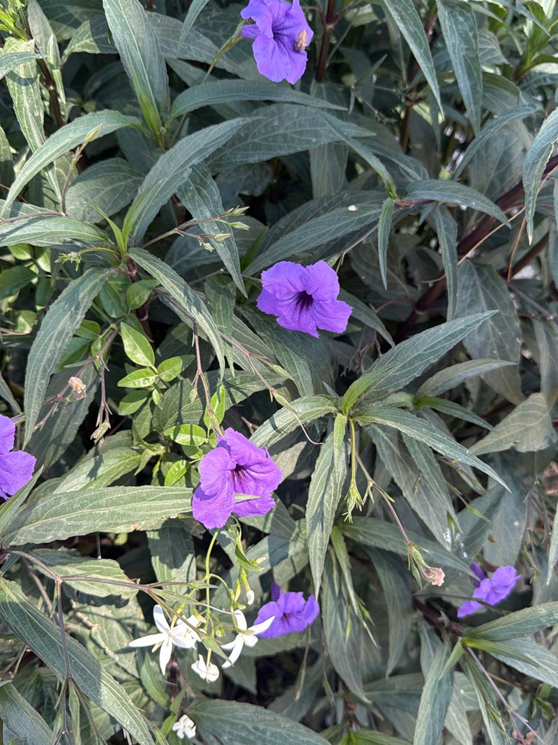 Mexicaanse petunia — Bild 3