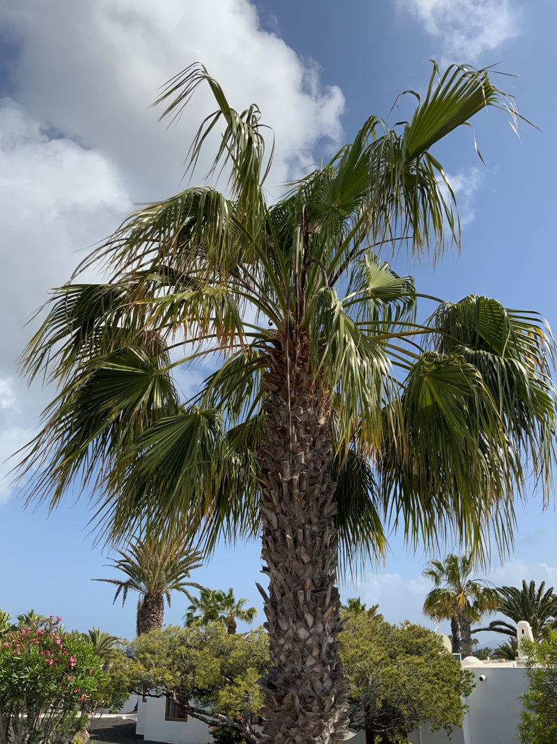 Mexicaanse Washington-palm — Bild 1