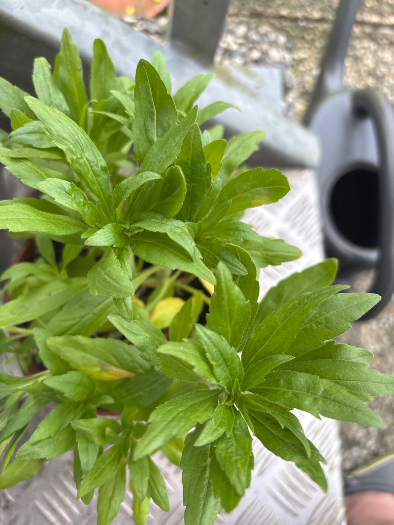 Mexikanischer Estragon — Bild 1