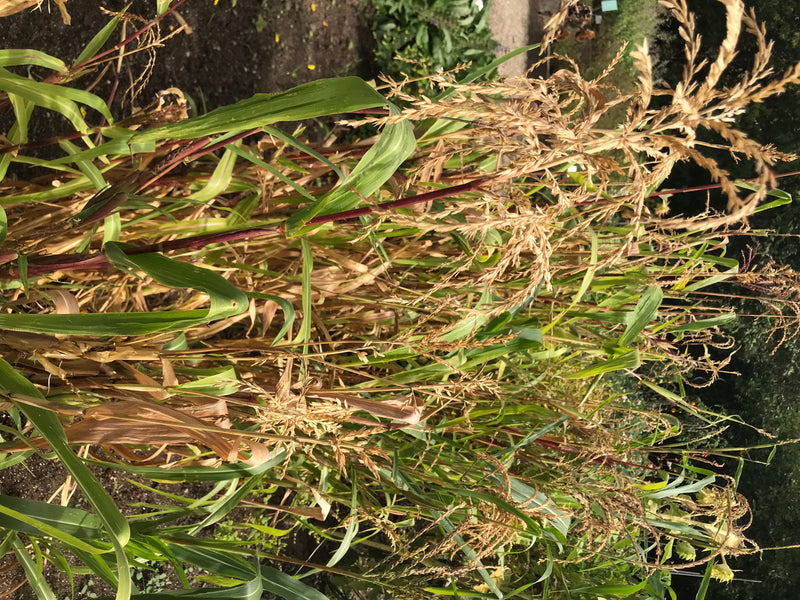 Mexikanischer Mais (Teosinte) — foto 1 van 3