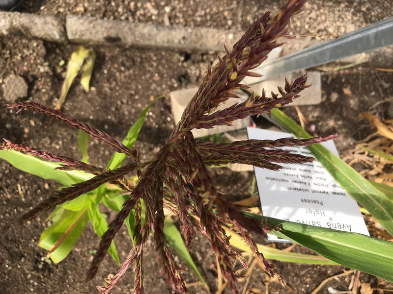 Mexikanischer Mais (Teosinte) — foto 3 van 3