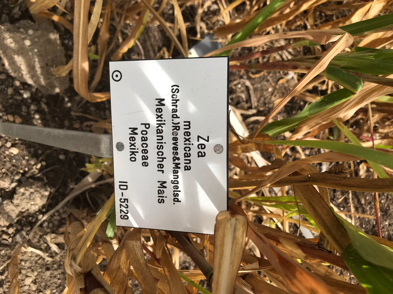 Mexikanischer Mais (Teosinte) — foto 2 van 3