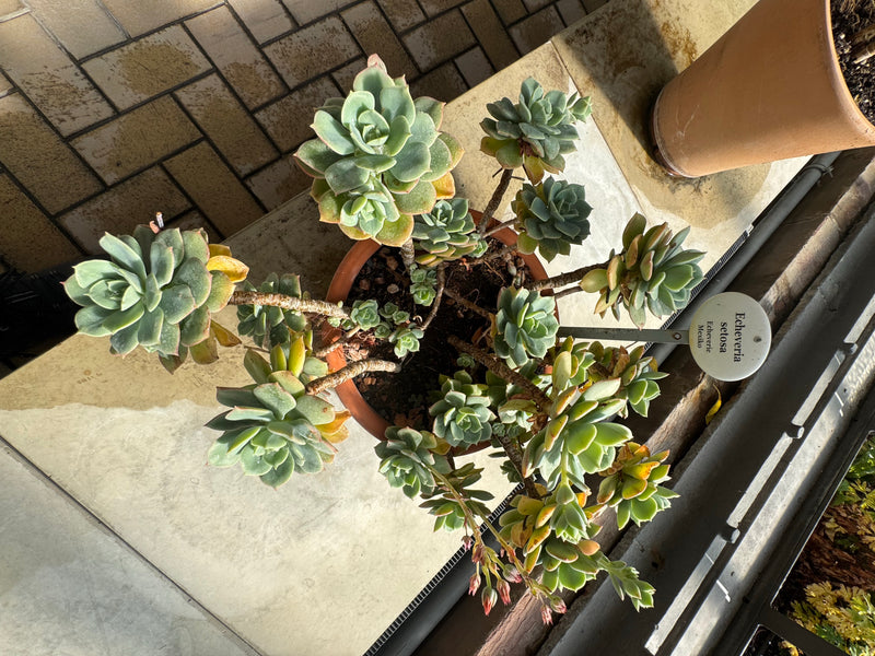 Bovenaanzicht van een Echeveria setosa met meerdere vertakte rozetten in een bloempot.