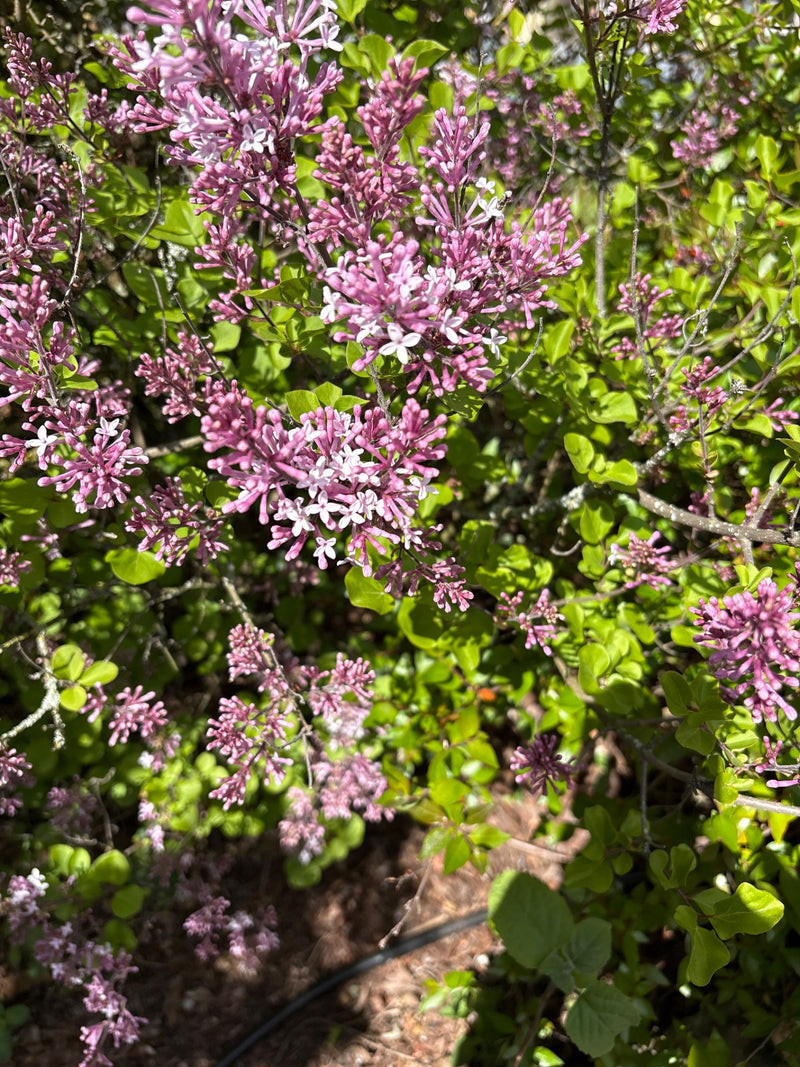 Meyer's dwergsering — Bild 1