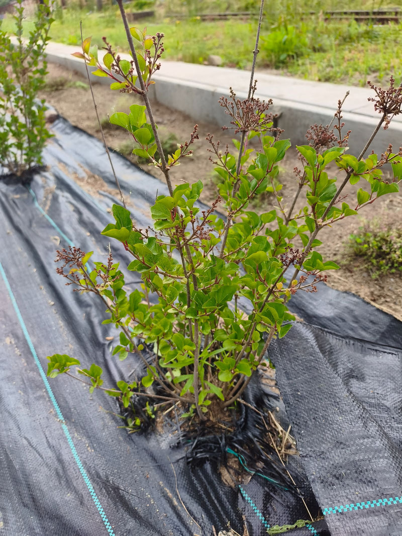 Te zien is een jonge dwergsponser met groene bladeren en knoppen, groeiend in een tuinbed op zwarte mulchfolie.