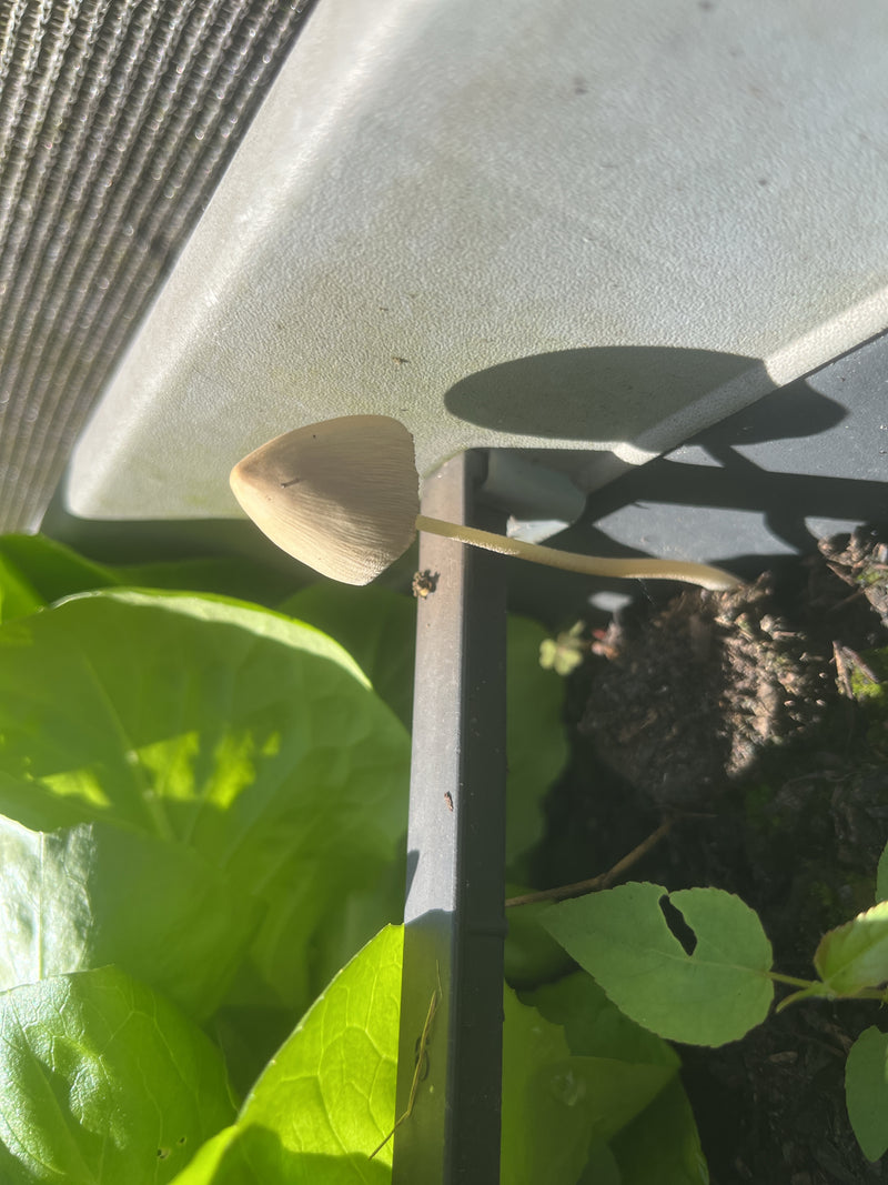 Melkachtige witte hoedpaddestoel — Bild 2