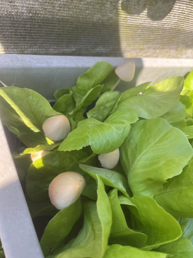 Melkachtige witte hoedpaddestoel — Bild 4